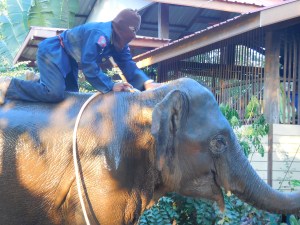 Su Chad giving Nong Lek her morning shower.
