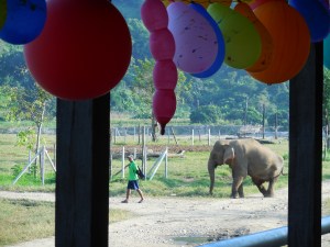 Party balloons with Mae Do heading for her shelter for the evening.
