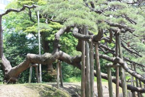300 year old pine at Hama-rikyu