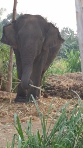 Sai Faa on two chains in her shelter