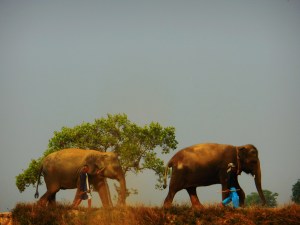Elephants walking to the river